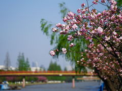 -高东镇樱花园