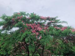 -中山市树木园