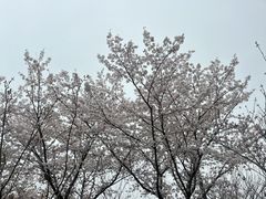 -高东镇樱花园