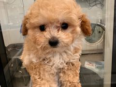 -萌宠之家·腊肠犬·马尔泰·小体犬舍