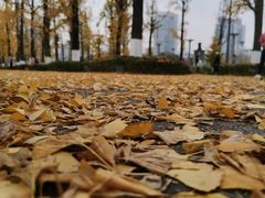-百林公园-两江幸福广场