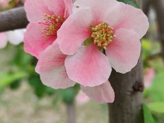 -海棠花溪(元大都城垣遗址公园)