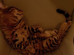 -猫腻·猫咖·撸猫馆(星光大道店)