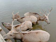 -宁波杭州湾国家湿地公园