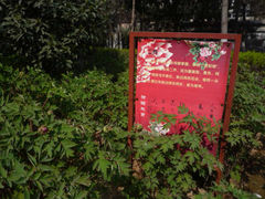 景点-西安牡丹苑