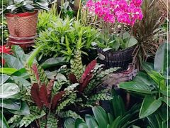 -秦美花卉(天朗·莱茵小城2期店)