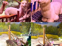 -正佳雨林生态植物园