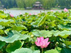 -陶然亭公园