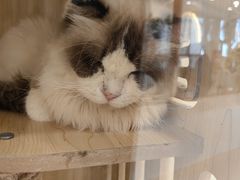 -共舞时光猫咖·狗咖(新街口店)
