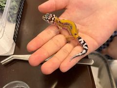 -酷以爬仙阁实体爬宠店·守宫·蜥蜴·专业繁育