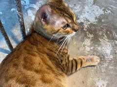 -more than meow吴止猫主题餐厅(承德 中船汇店)