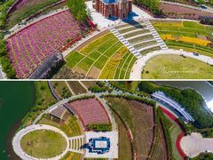 -高东镇樱花园