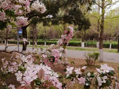 -长白岛森林公园