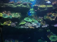 -暹罗海洋世界