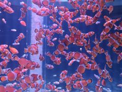 -海合安成都极地海洋公园
