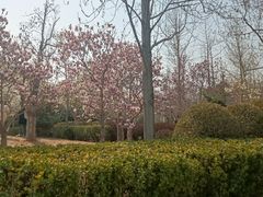 -燕郊植物园