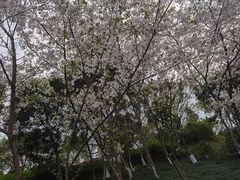 -重庆园博园