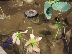 -城墙拐拐火锅(三峡广场黑金冠店)