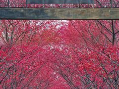 -合肥滨湖国家森林公园