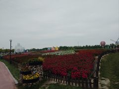 -荷兰花海