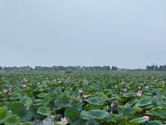 -焦岗湖旅游度假区