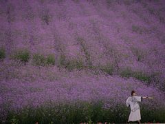-紫颐香薰山谷景区