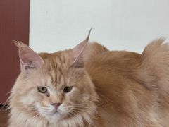 -有猫主题·治愈系猫咖(曾厝垵店)