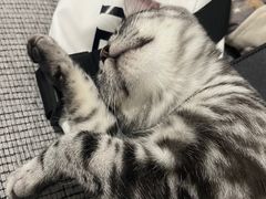 -猫大福·Fortune Cat猫舍(百子湾店)