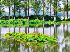 -金银湖国家城市湿地公园