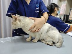 -宠物星动物医院·眼科·异宠·猫科(江南大道总院)