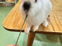 -藦茜花园宠物主题亲子互动体验馆(国顺东路店)