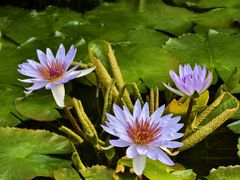 -国家植物园南园