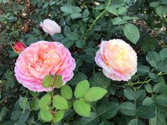 -人民公园(罗湖区)