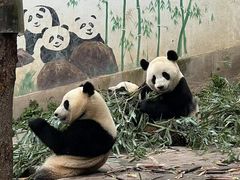 -中国大熊猫保护研究中心雅安碧峰峡基地