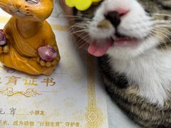 -博特宠物医院24h犬猫全科.骨科·异宠