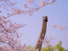 -顾村公园