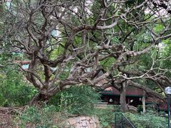 -九龙公园