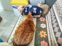 -楼上猫咖(罗湖店)