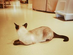 -藏猫猫咖啡主题馆(中央大道店)