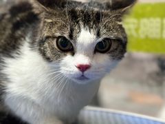 -瑞鹏宠物医院·夜间急症·心超·猫科(祖庙分店)