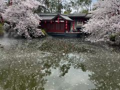 -东湖磨山景区樱花园-停车场