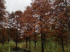 -梁鸿国家湿地公园