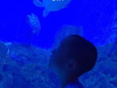 景点-芜湖新华联大白鲸海洋公园