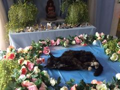 -彩虹桥宠物火化殡葬善终服务(金乐大厦店)