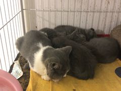 -我爱猫咪·猫咖·狗咖·安哥拉兔·羊驼咖(小寨华旗店)