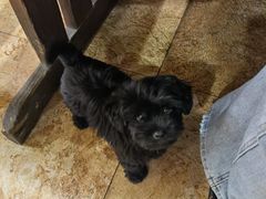 -葡萄园鱼庄(新津店)