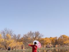 -金塔沙漠胡杨林景区