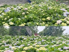 -天适樱花悠乐园