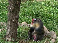 -西安秦岭野生动物园