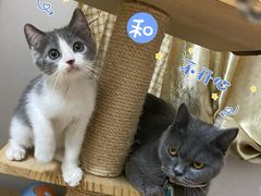 -凯特喵百思猫专科医院